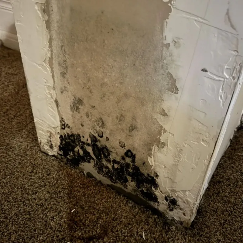 Professional Mold Removal in Miner County, SD
